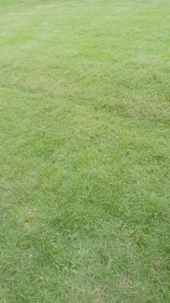 Rumput jepang atau Rumput peking