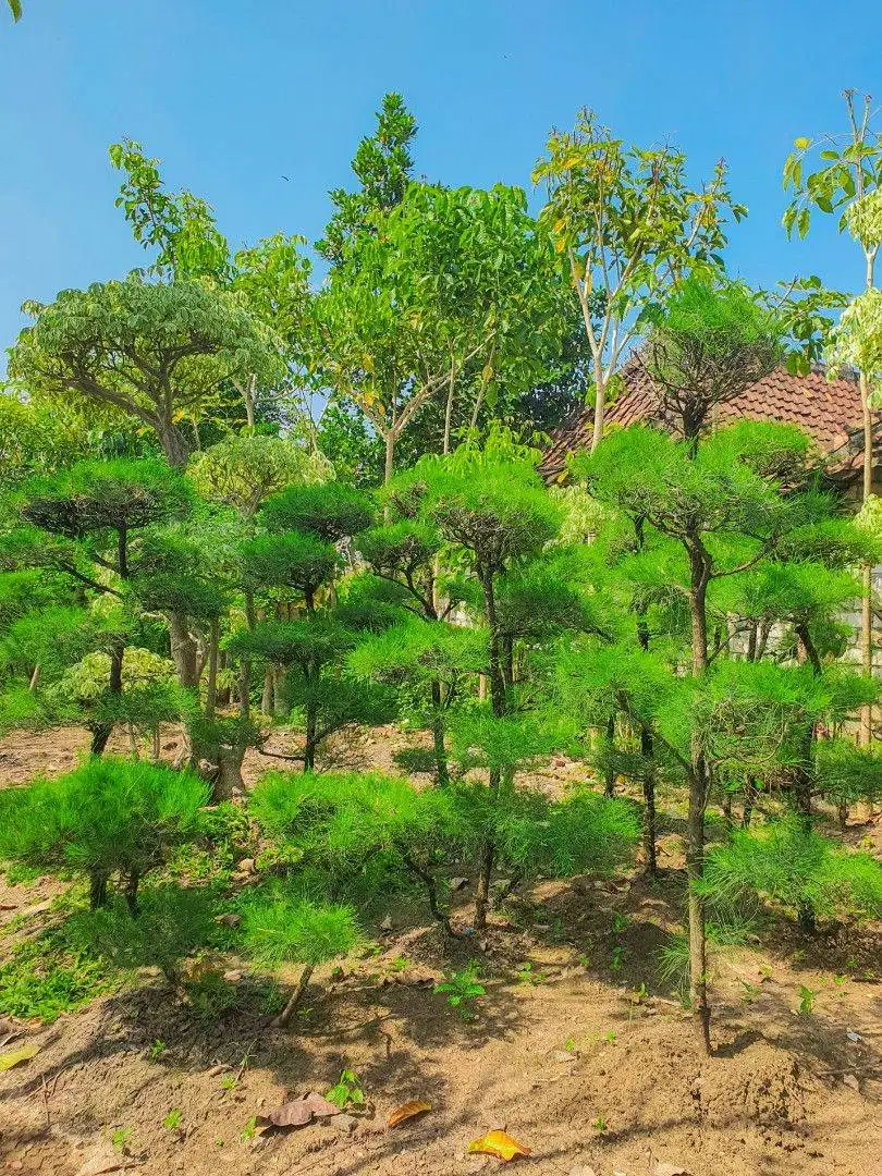 Bonsai Cemara Udang
