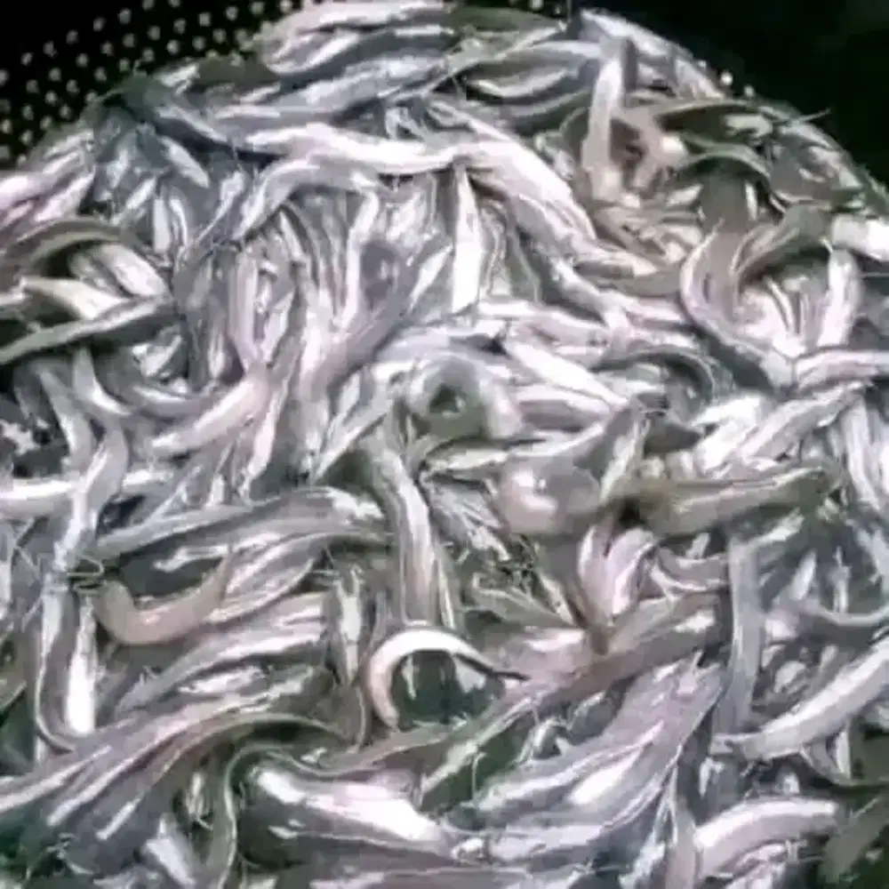 Bibit ikan lele Sangkuriang UK 7_9 cm