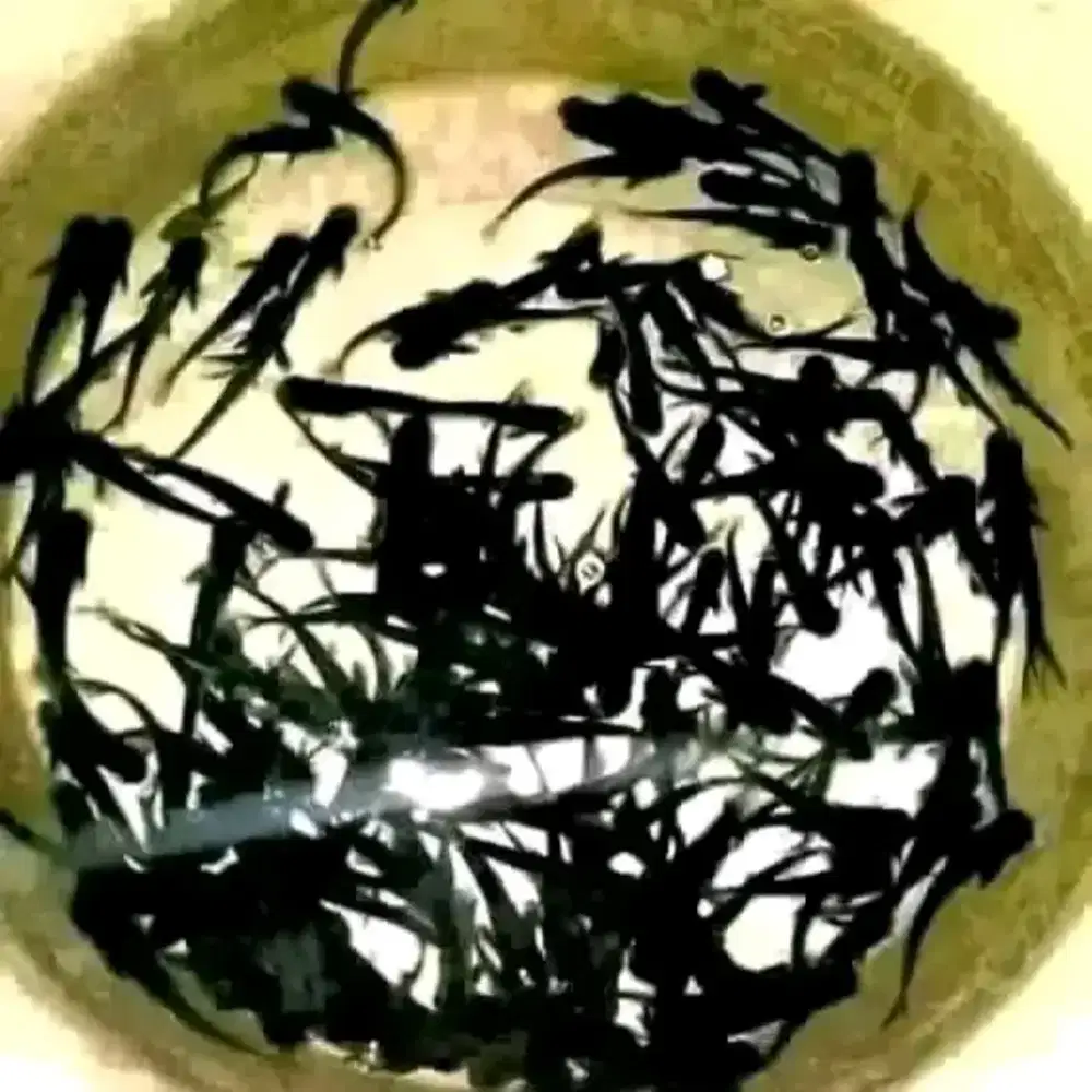 Bibit ikan patin UK 7_8 cm