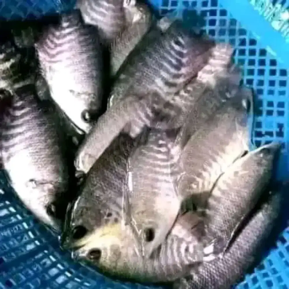 Bibit gurame UK 1-2 jari