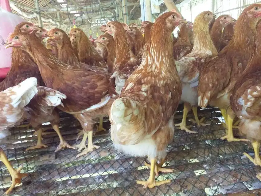 Gresik, Jual Ayam Petelur Usia 13 Minggu, Pemesanan Bisa Ecer