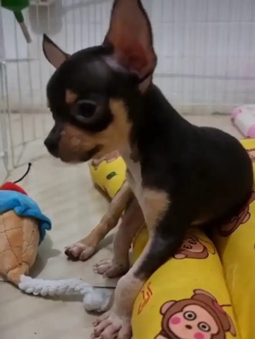 Chihuahua jantan bapak ibu 100%