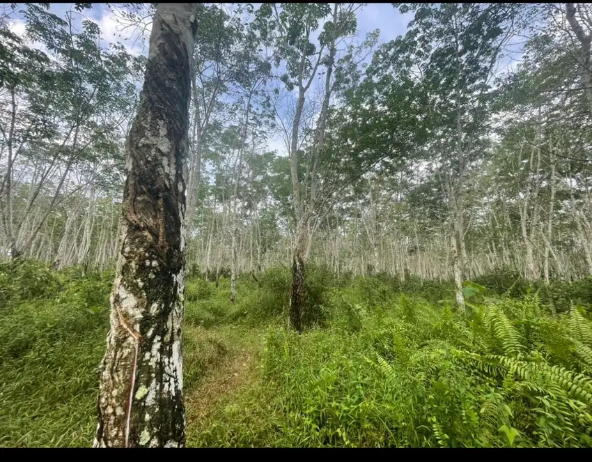 Tanah Investasi Ada Kebun Karetnya, Ada Akses Jalan kendaraan