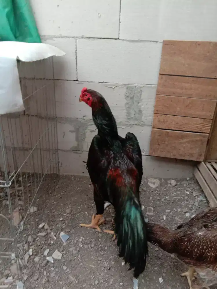 Jual Sepasang Shamo Eropa Murni (original) Line Frank