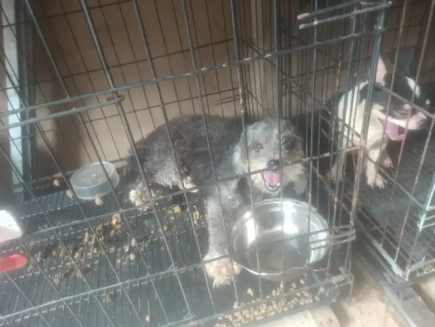 Di jual anjing poodel silver betina stm