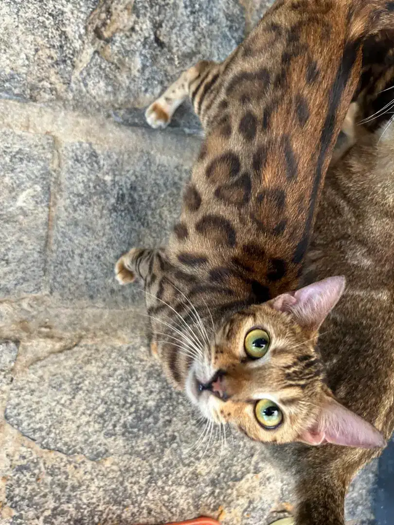 Kucing usia 13 bulan sudah vaksin