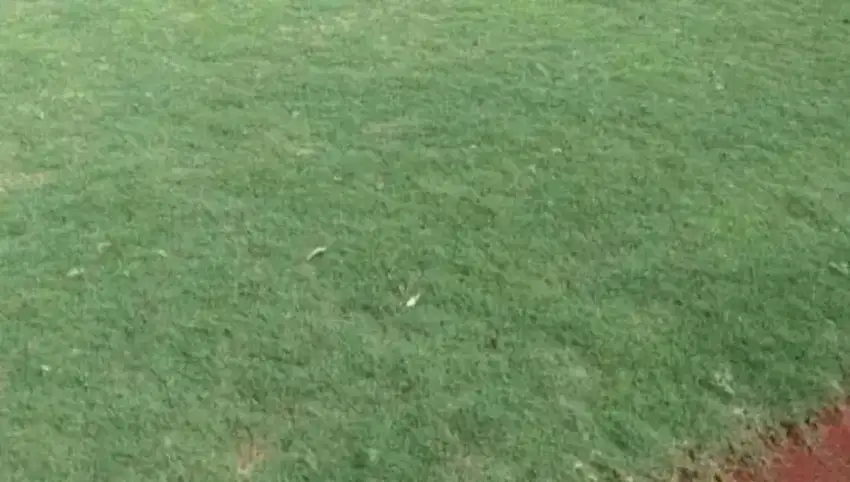 Rumput Golf Paling Praktis Untuk Taman
