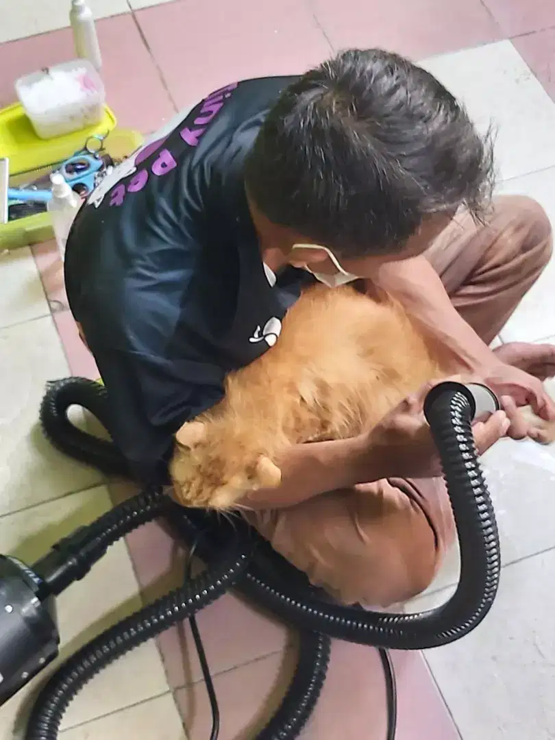 Grooming panggilan se-jabodetabek