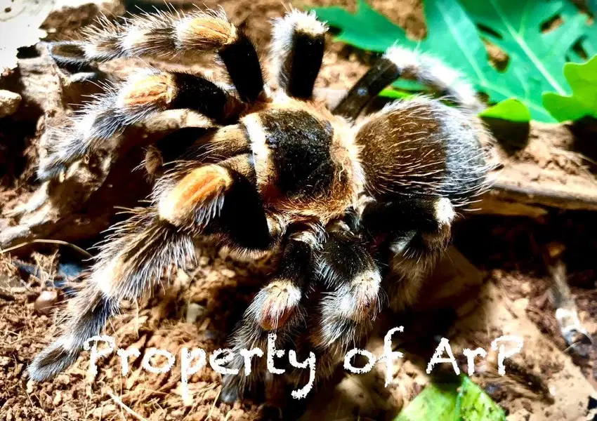 For Adoption : Tarantula-Brachypelma smithi (Orange Knee)