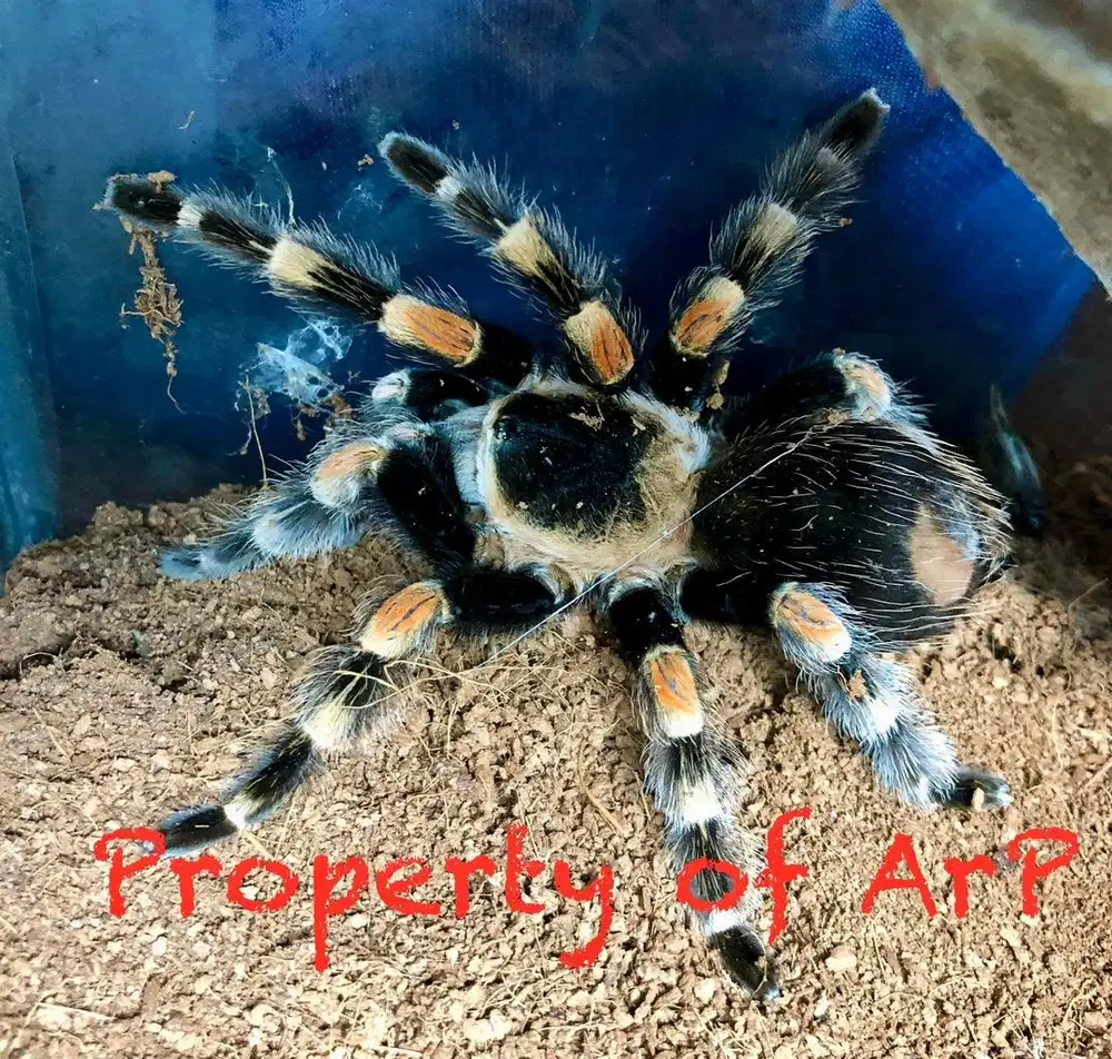 For Adoption : Tarantula-Brachypelma smithi (Orange Knee)