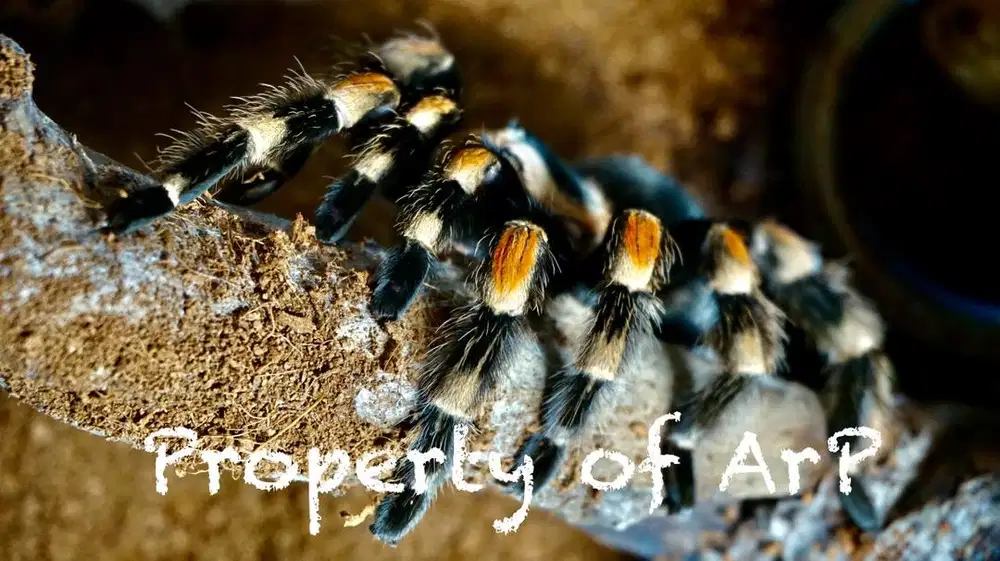 Dijual : Tarantula Hidup - Brachypelma hamorii (Kaki Belang Oranye)