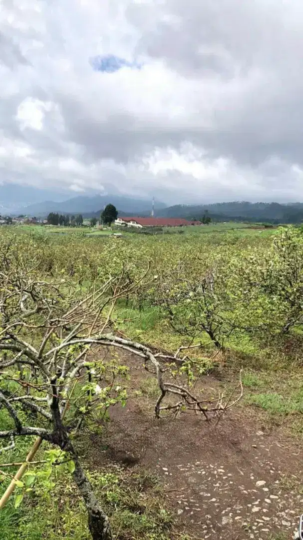 Tanah 4 hektar dkt Proyek  Wisata San Terra, cocok utk Hotel, dll