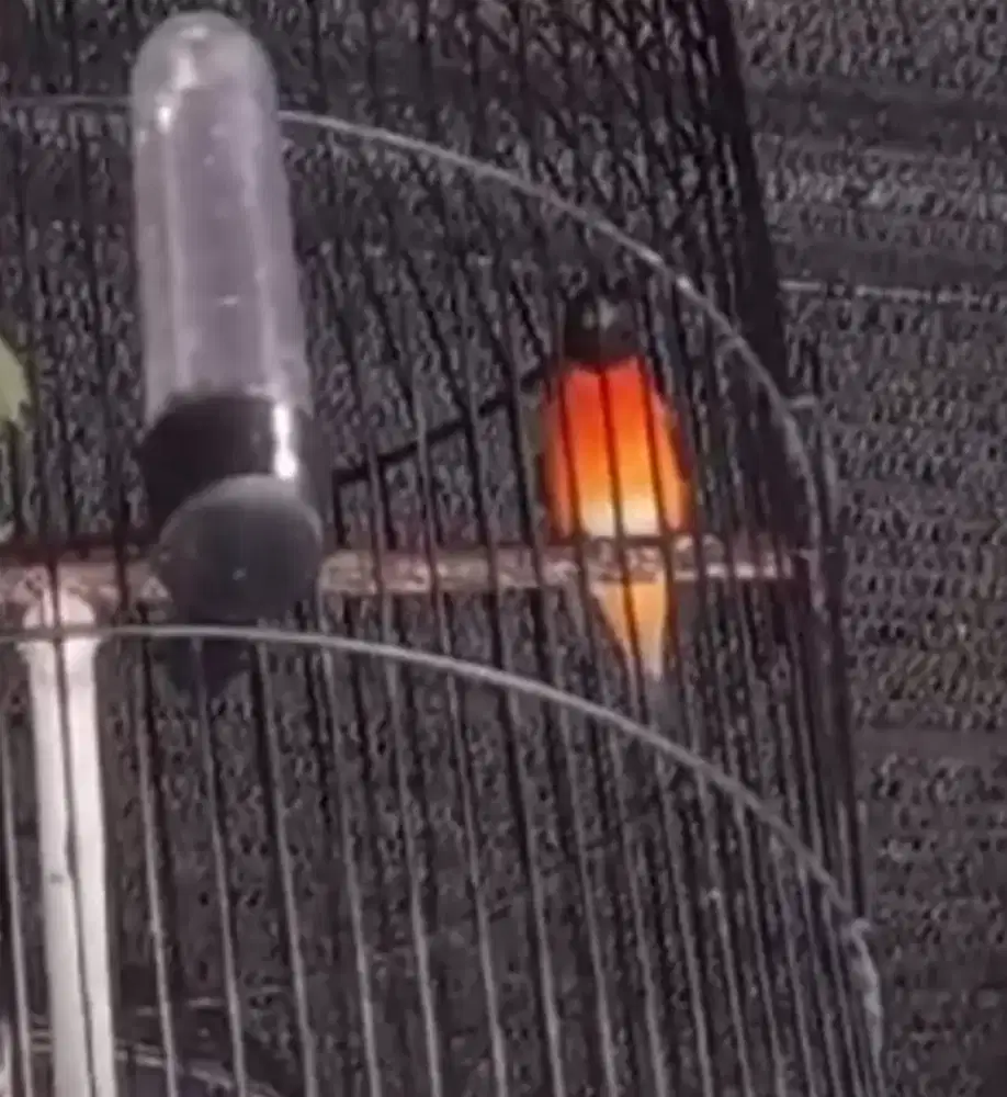 red siskin classic gacoran