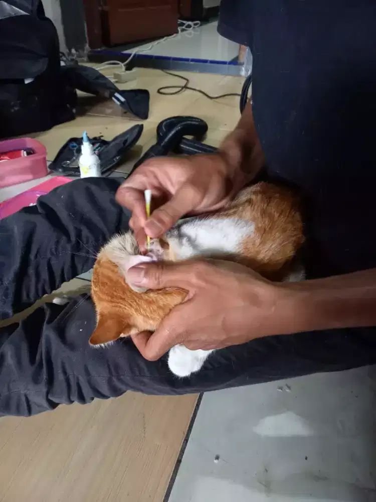 Grooming cat and doggy panggilan