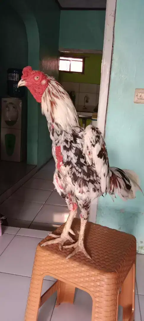 Ayam Bangkok Asli Petarung