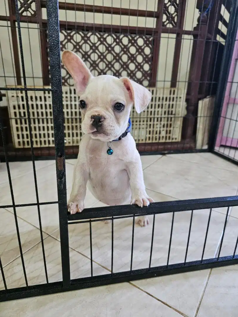 ANAKAN PUPPY FRENCH BULLDOG FRENCHIE STAMBUM JANTAN BETINA LUCU GEMBUL