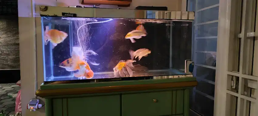 Aquarium plus ikan dan meja