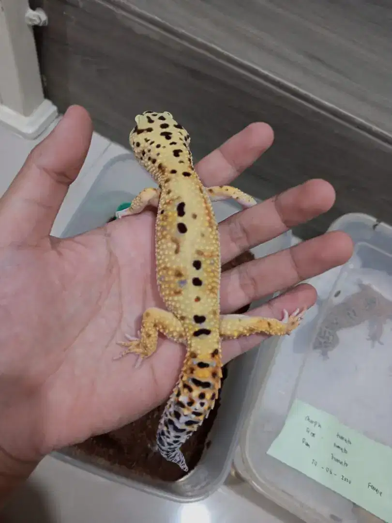 Leopard gecko indukan