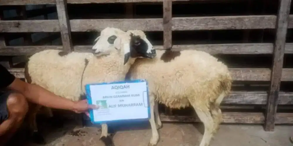 Menyediakan kambing /domba free ongkir