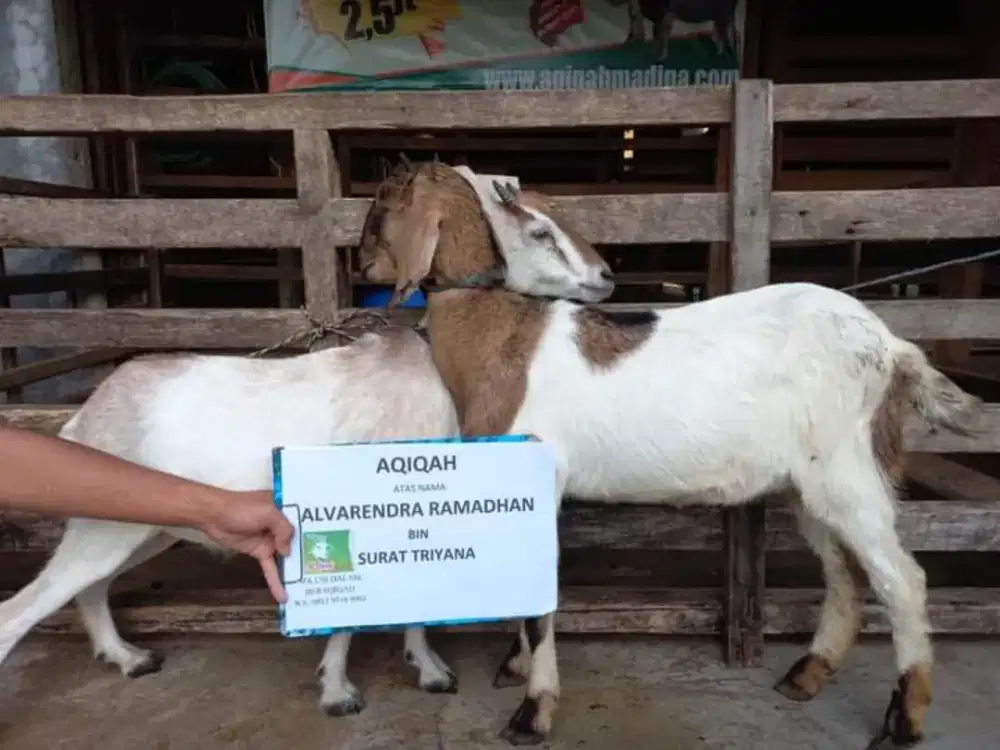Menyediakan Kambing ,Domba aqiqah gratis ongkir