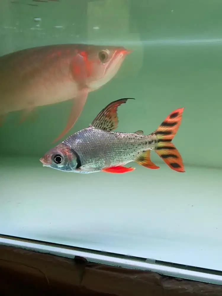 RFF / Red Fefeng / Red Feifeng