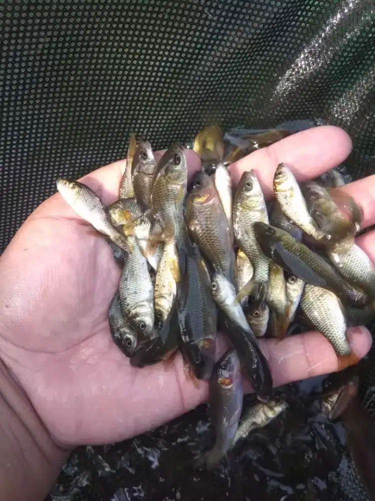 Bibit ikan mas hitam/majalaya