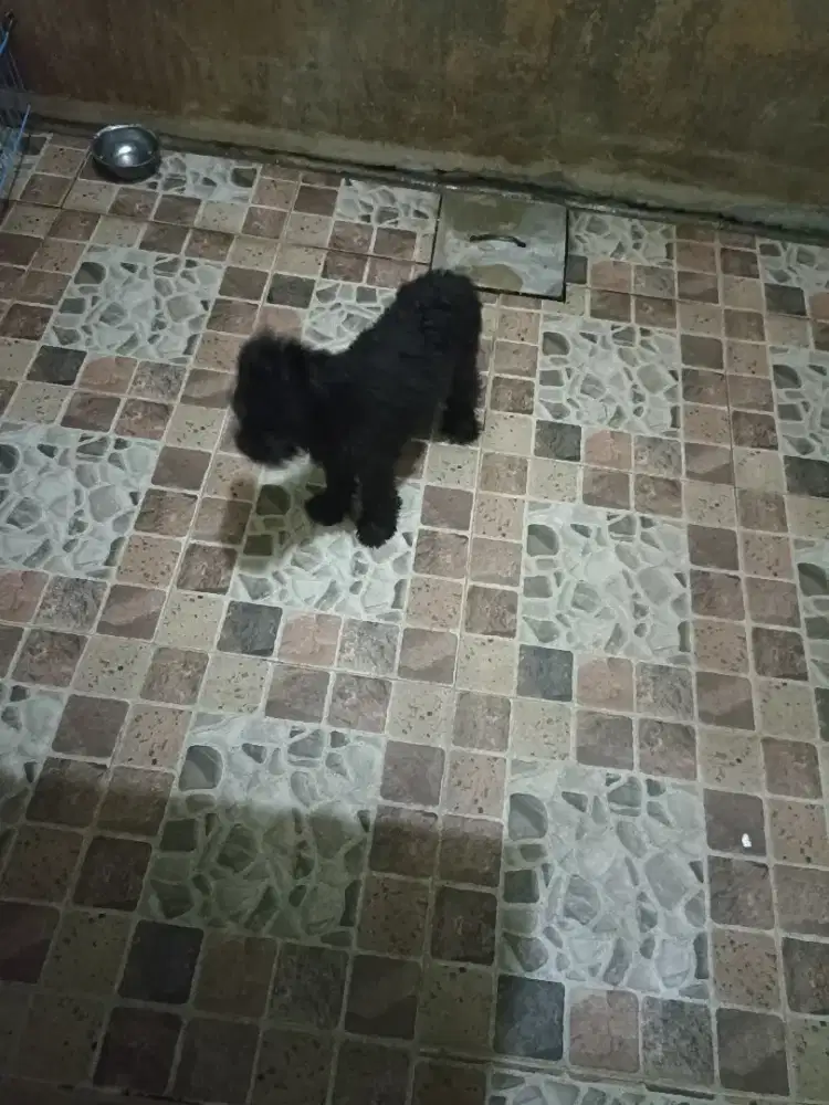 Black poodle mini