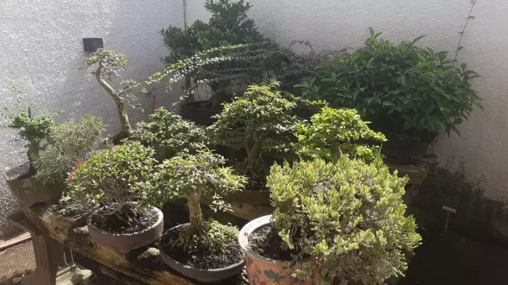 Dijual Bonsai Berbagai Jenis