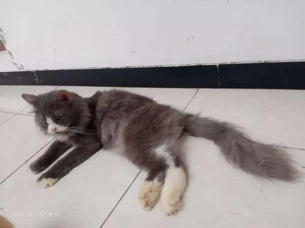 Kucing Persia Jantan 8bln, Vaksin 2x Gimbul Long hair, Sehat,Lucu imut