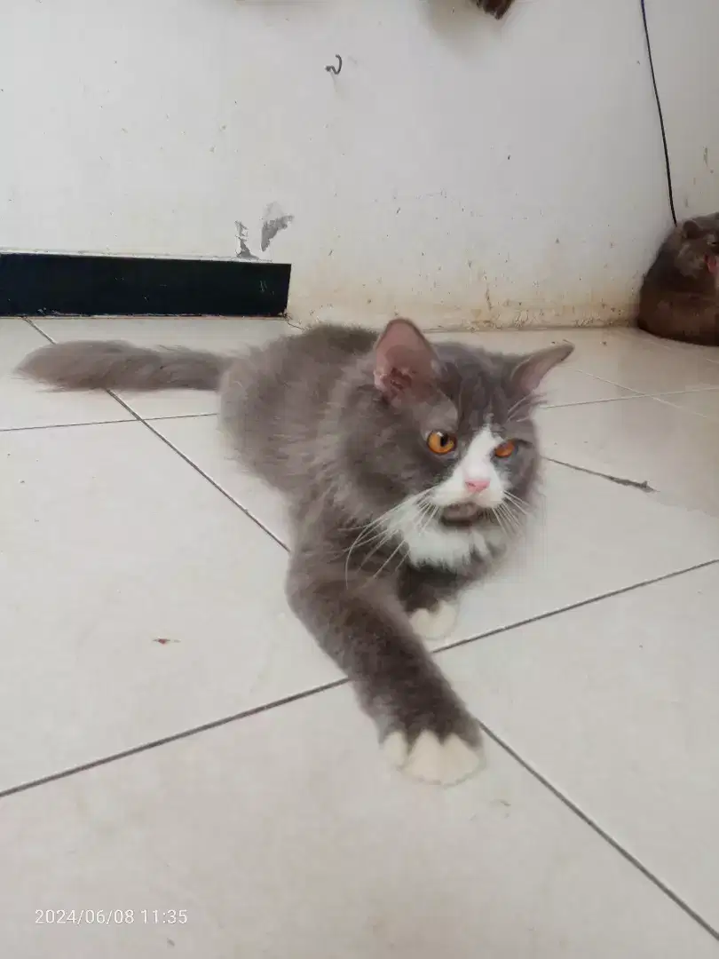 Kucing Persia Jantan 8bln, Vaksin 2x Gimbul Long hair, Sehat,Lucu imut