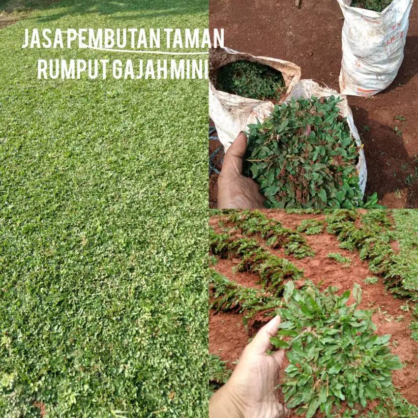 Rumput gajah mini