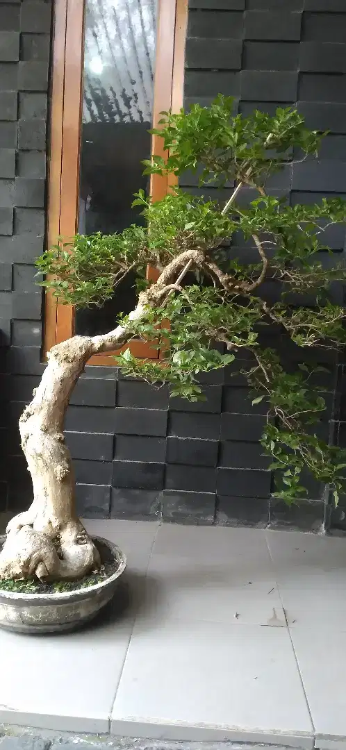 Bonsai bougenvile