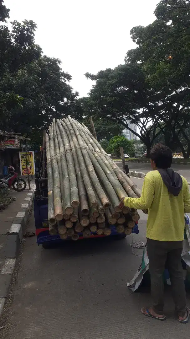 Bambu Steger 6 Meter