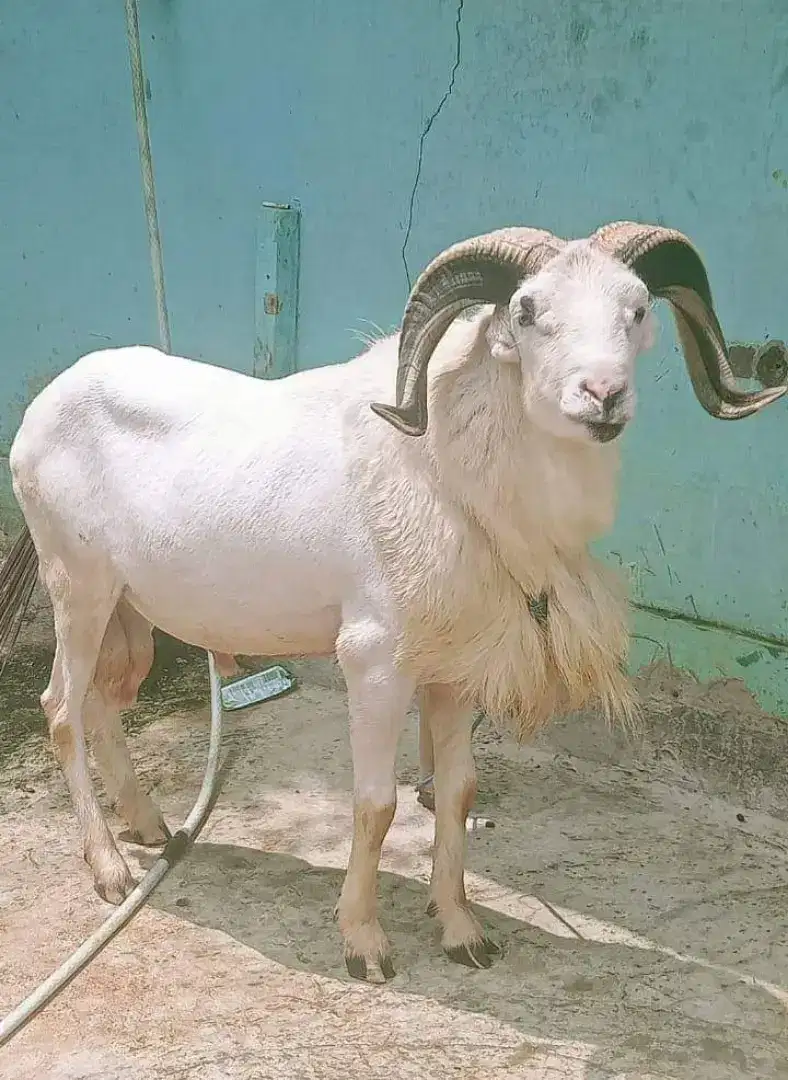 Jual sapi dan domba