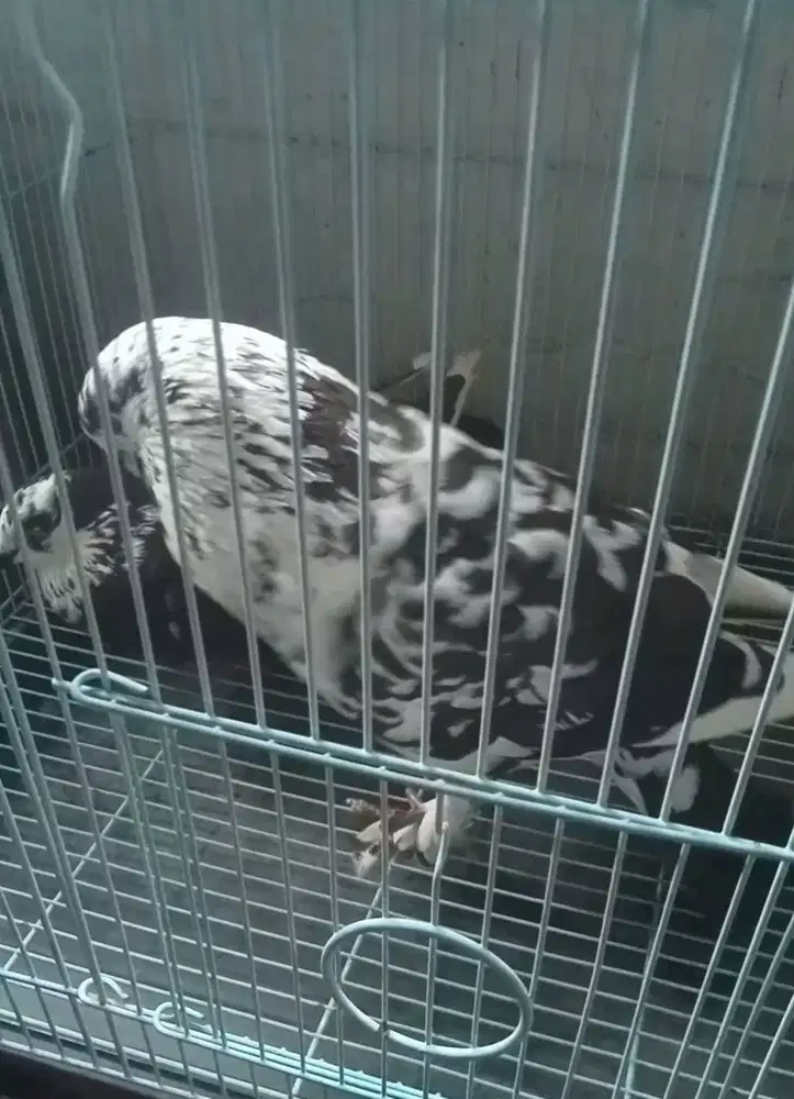 Burung Dara / Merpati Borongan