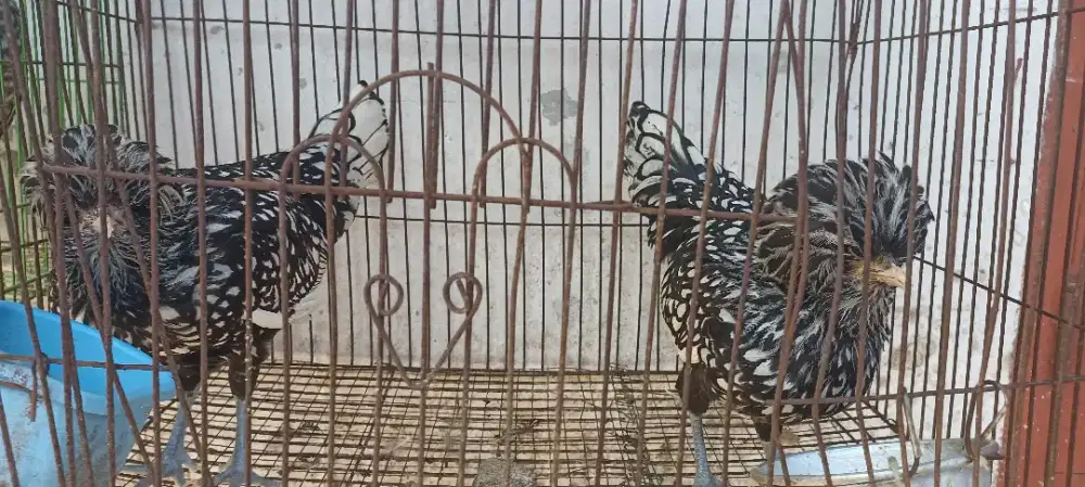 anakan Ayam polandia  Silver Laced (batik itali)