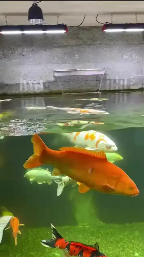 Kolam jernih kolam koi