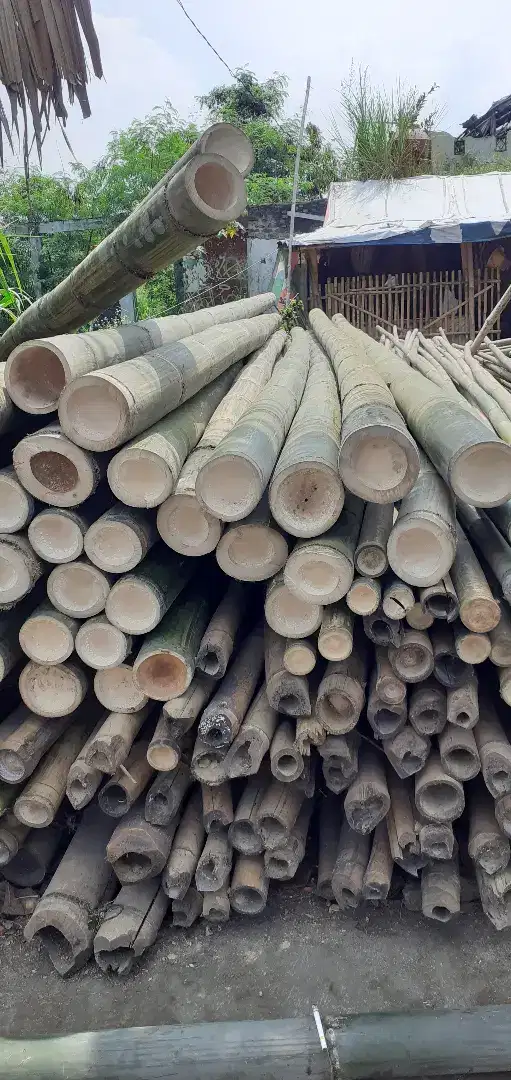 Bambu Gombong 6 meter