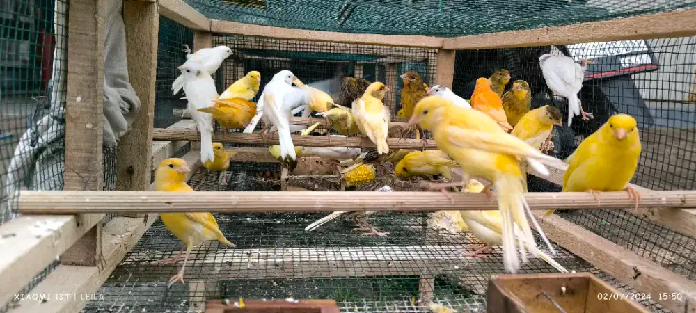 Kenari loper bahan jtn hrg 120_175