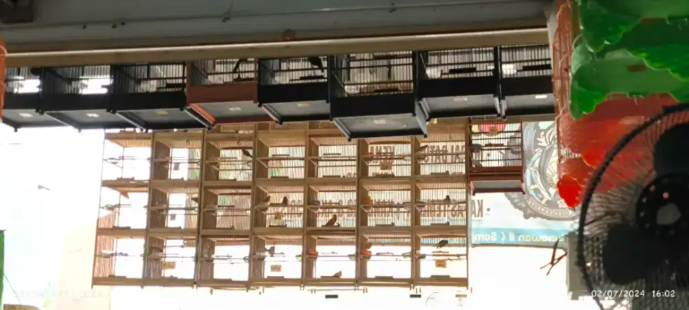 Kenari loper gacoran mulai 350/400