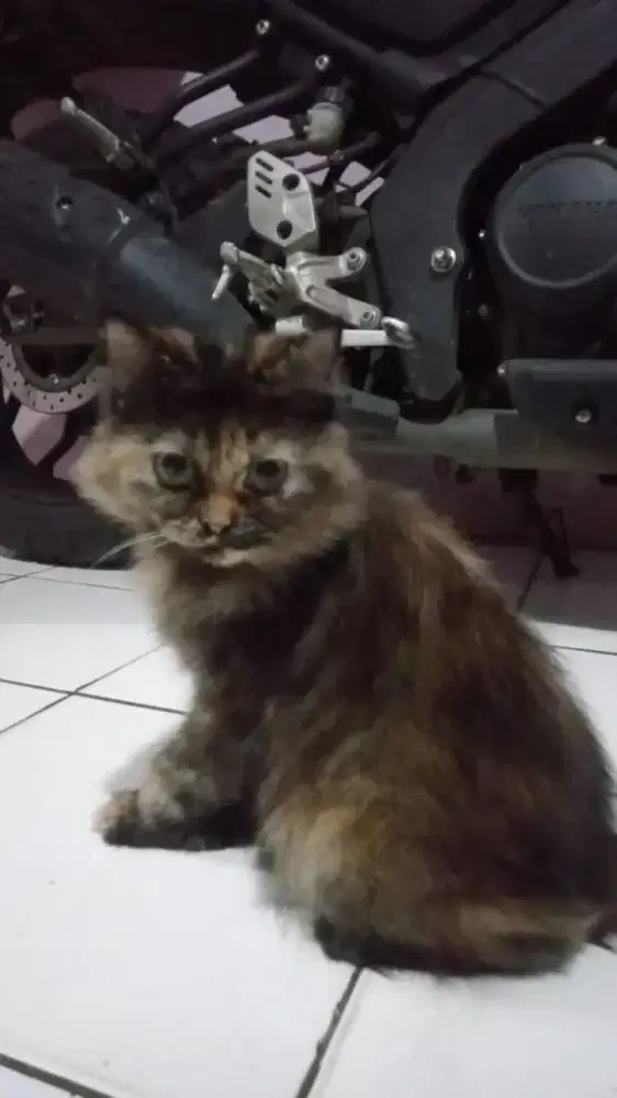 Siap adopsi kucing betina umur 4bulan
