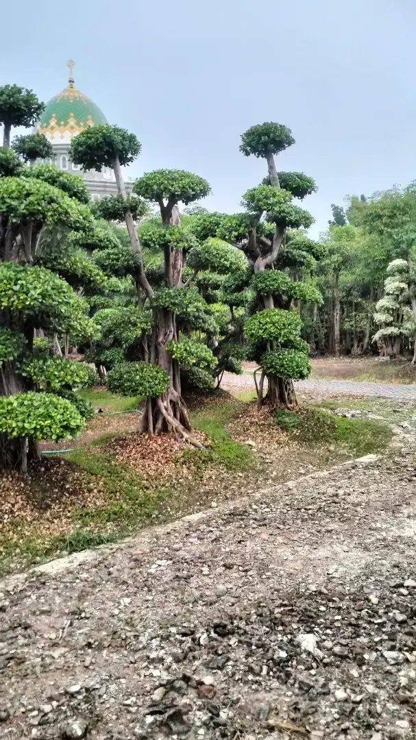 taman dan menjual bonsai