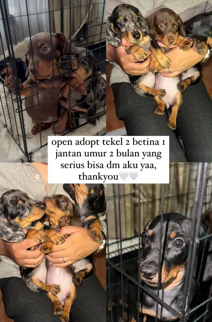Anakan Mini teckel | tekel | Dachshund