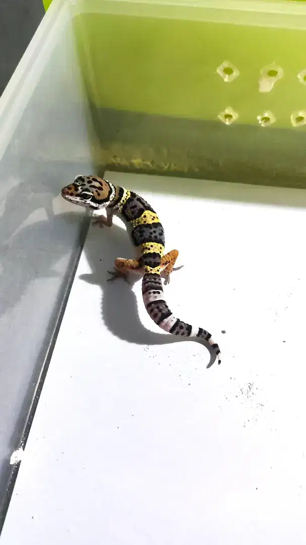 *BLACK NIGHT BLOODLINE* || Leopard Gecko