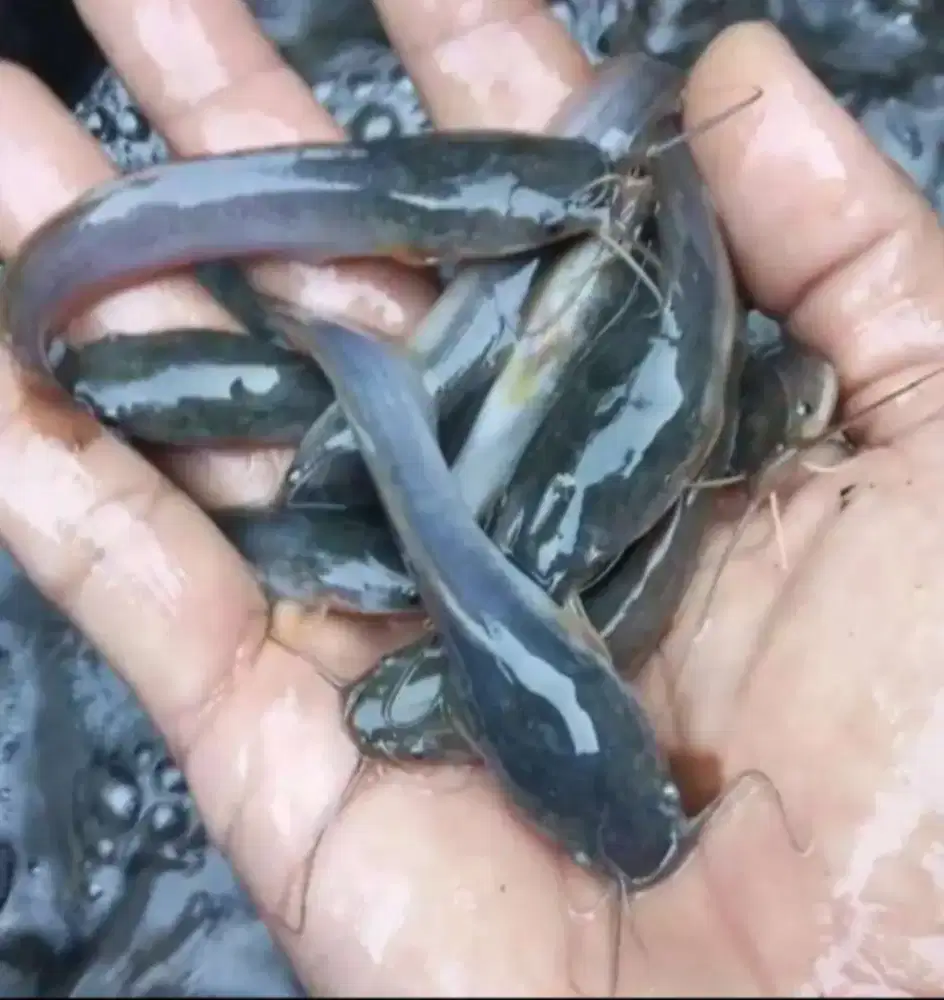 Jual bibit ikan lele ikan redy yg minat cat WA