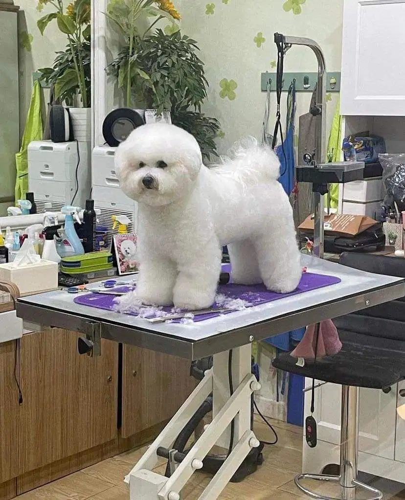 Bichon Frise Korea Show Quality