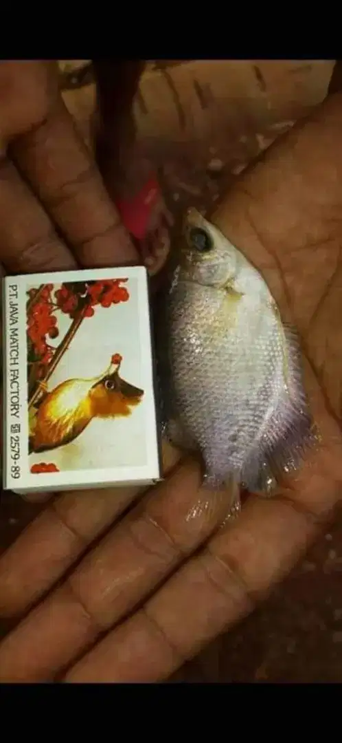 Bibit ikan gurame soang 2 jari