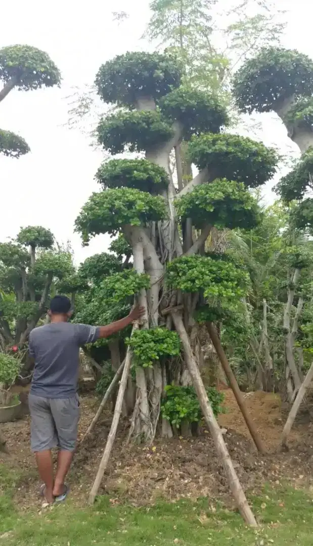 Bonsai taman dolar jumbo