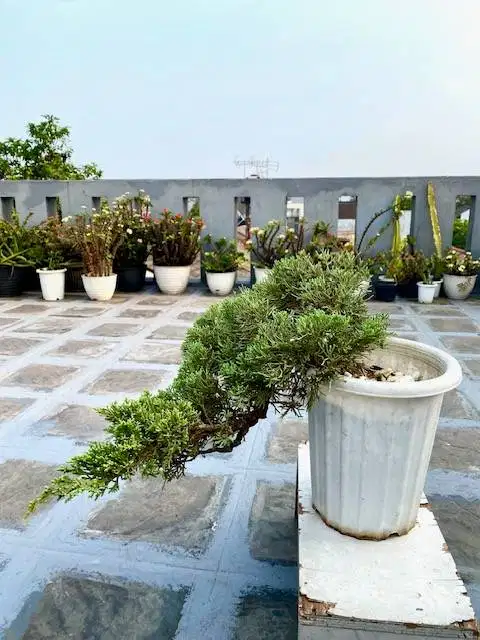 Bonsai Cemara gaya setengah menggantung